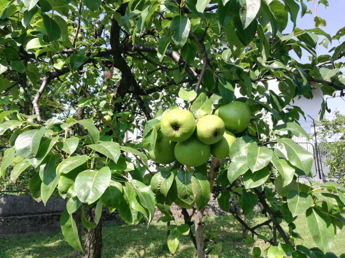 Villa Nora Garden - B&B Sarajevo