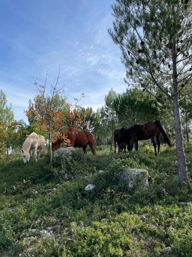 Mougere des oliviers - Chambres d’hôtes Galargues