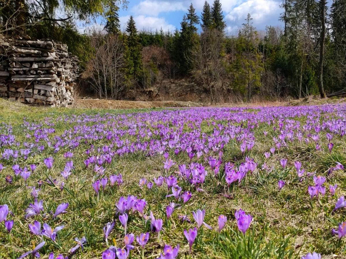 Owca za płotem - Bed and Breakfast Witów