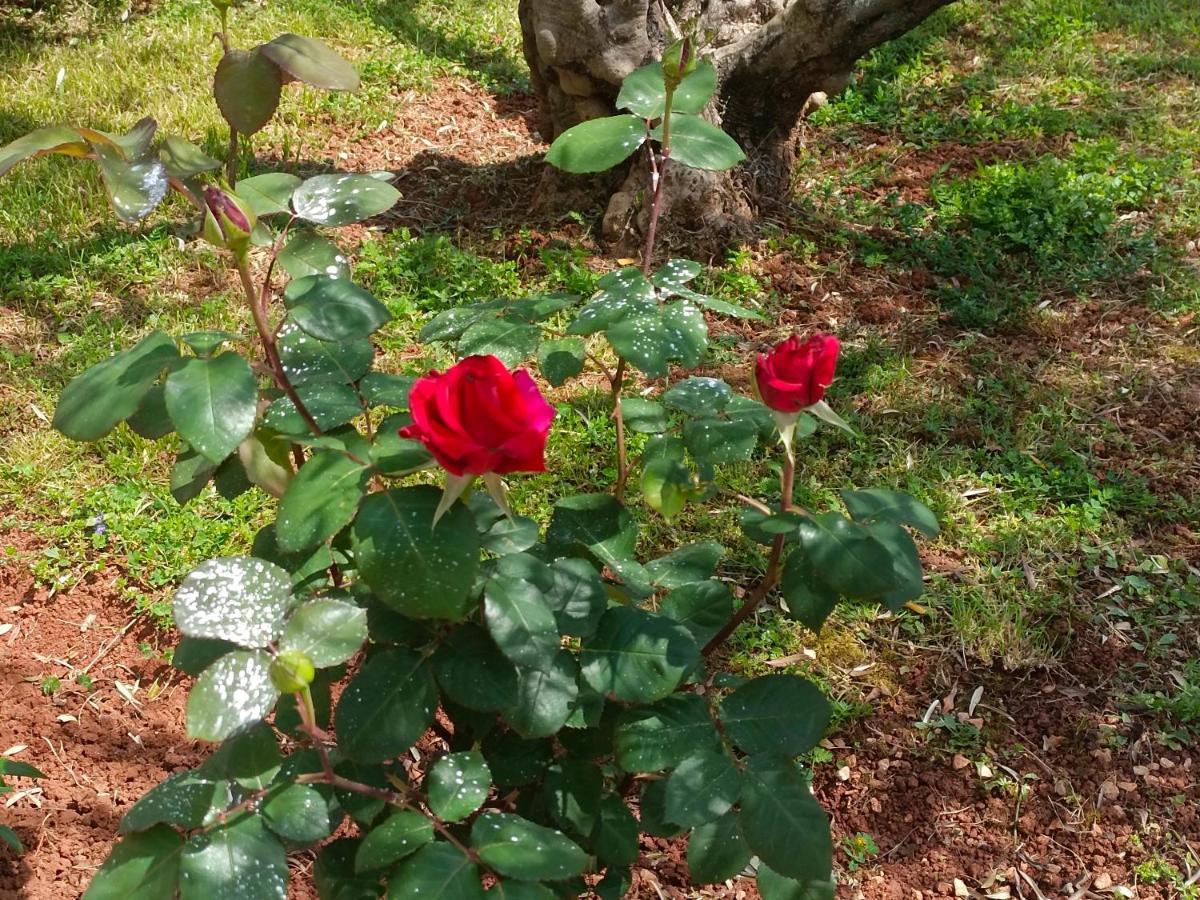 Apartment AnaLaura - B&B Umago