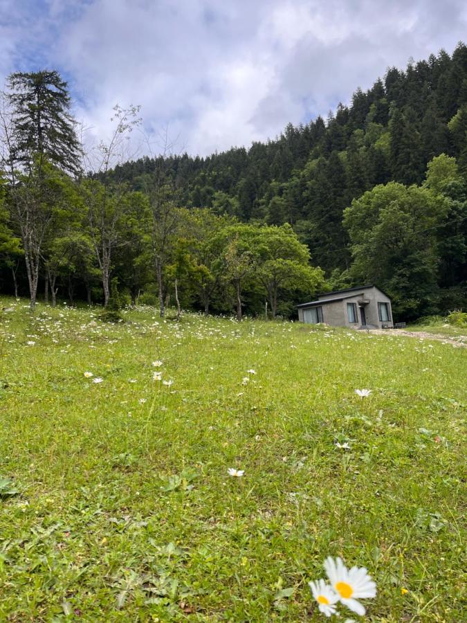 B&B Borjomi - Cozy house in the forest - Bed and Breakfast Borjomi