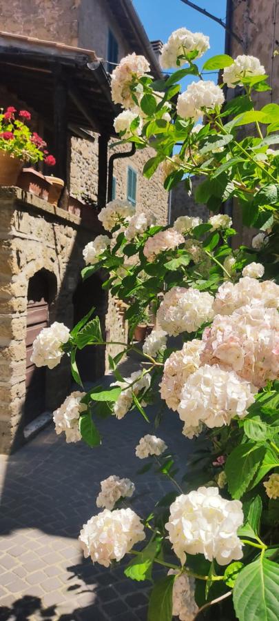 LA CHASCONA DI FARNESE casa di tufo nel borgo - B&B Farnese