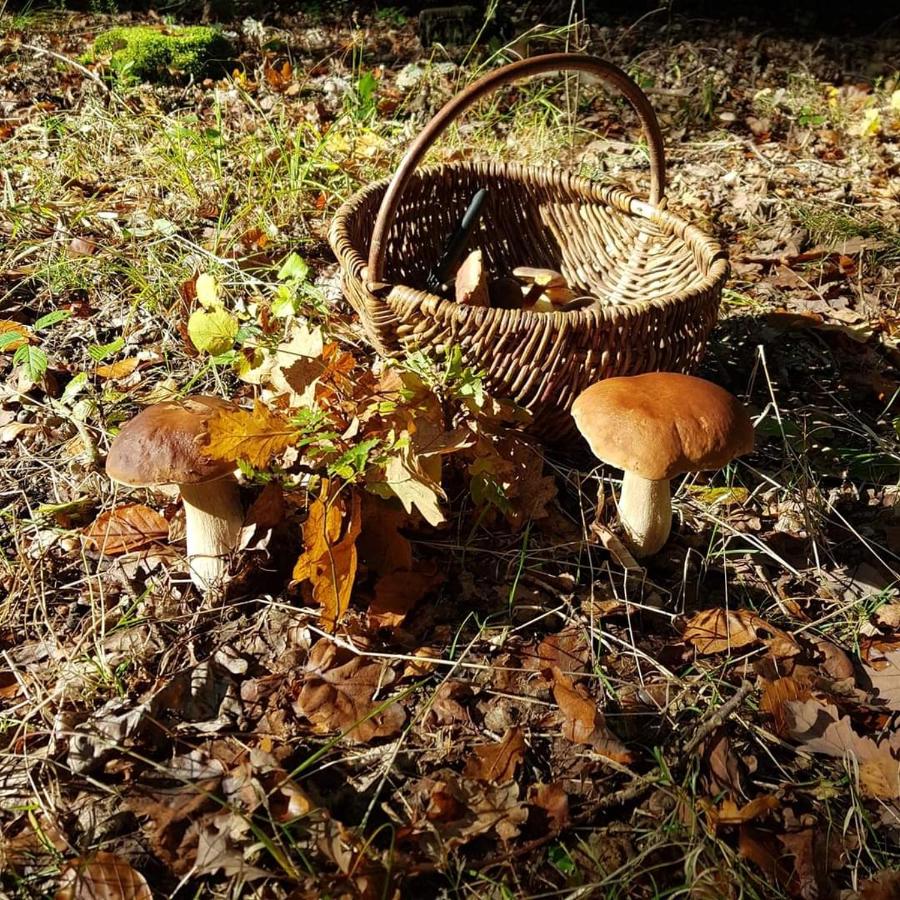 Sarni Zakątek - B&B Rybno