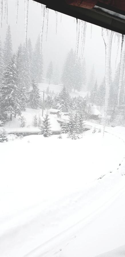 Pensiunea Flora - PISCUL NEGRU - B&B Cumpăna