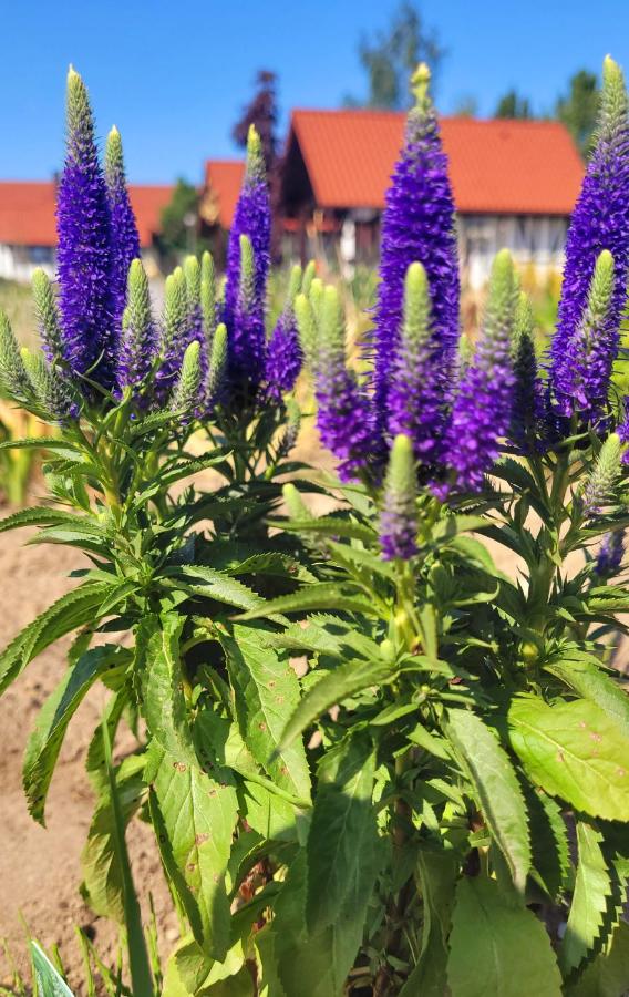 Lawendowy Zakątek Machowino- Domek Beate - Bed and Breakfast Ustka