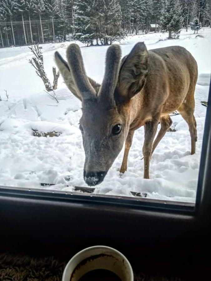 Domek Przyjacielówka Czarna Góra Sienna Janowa Góra Stronie Śląskie - B&B