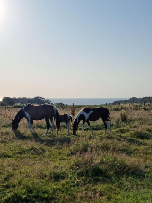 B&B Dieppe - Chalet Vue Mer, terrasse, nature, poney à disposition - Bed and Breakfast Dieppe