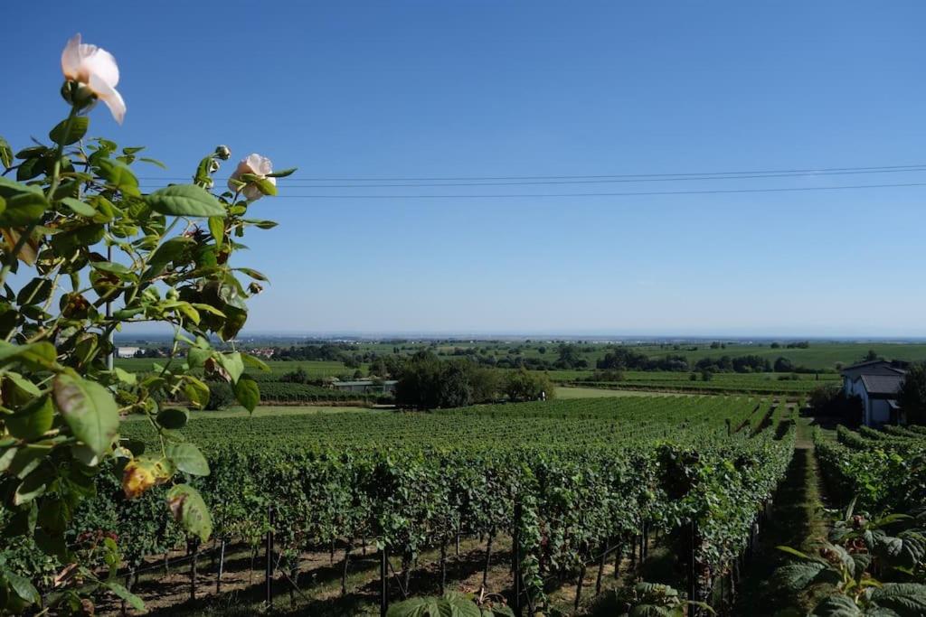 Traumblick Rebenmeer - B&B Gleisweiler