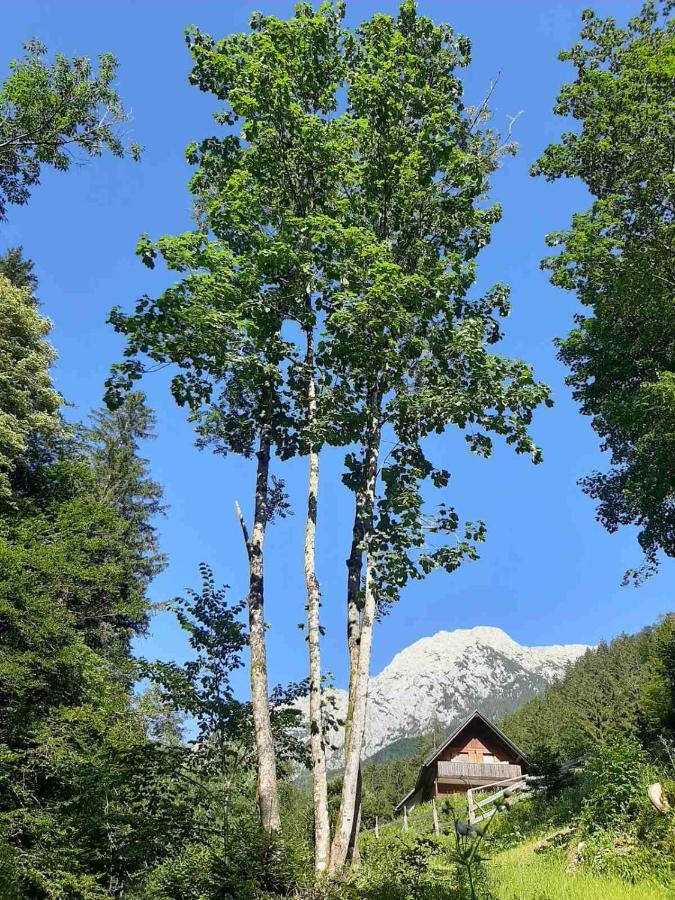 Tree House Deer