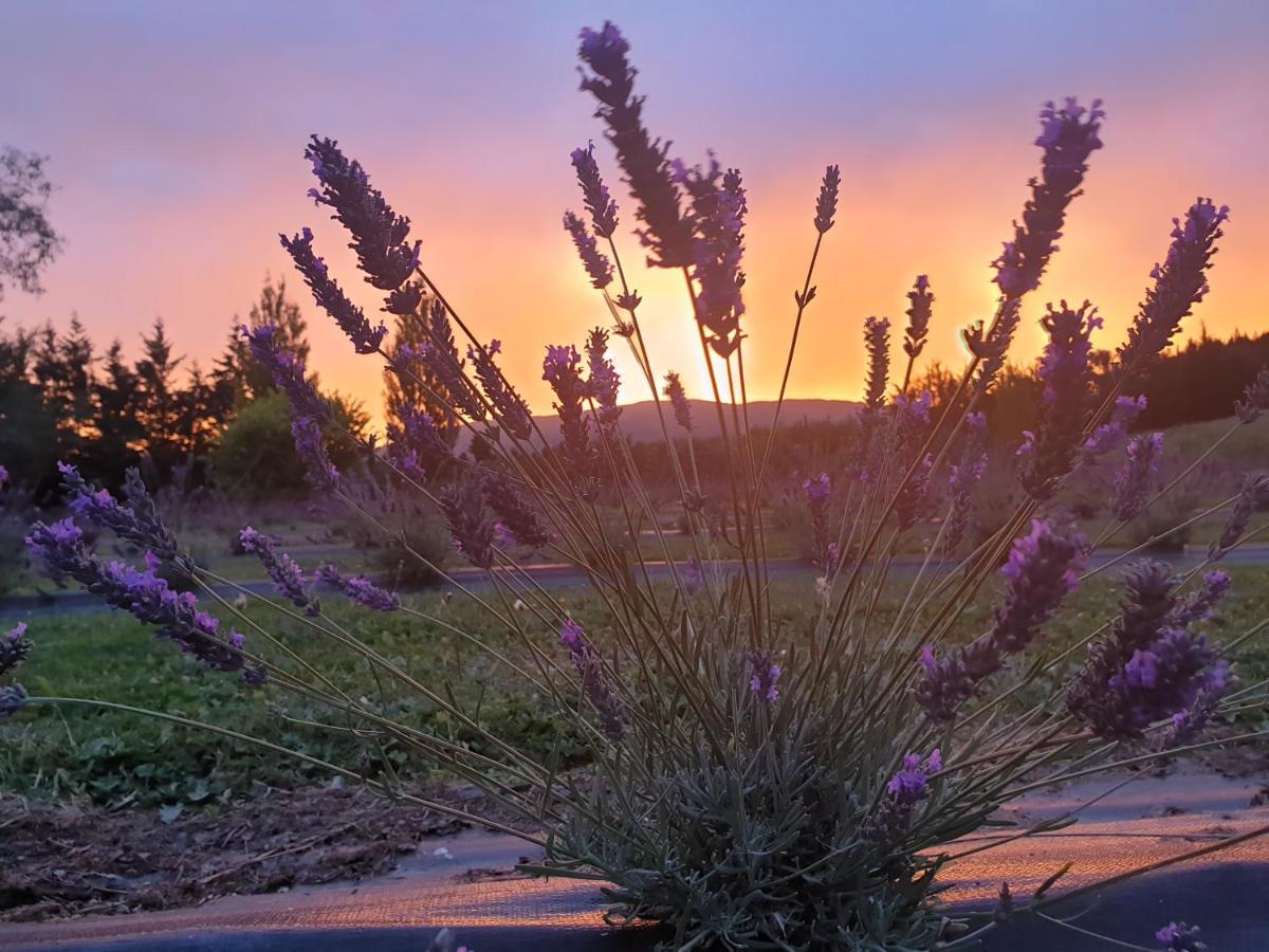 B&B Outram - Lavender Row Farm - Bed and Breakfast Outram