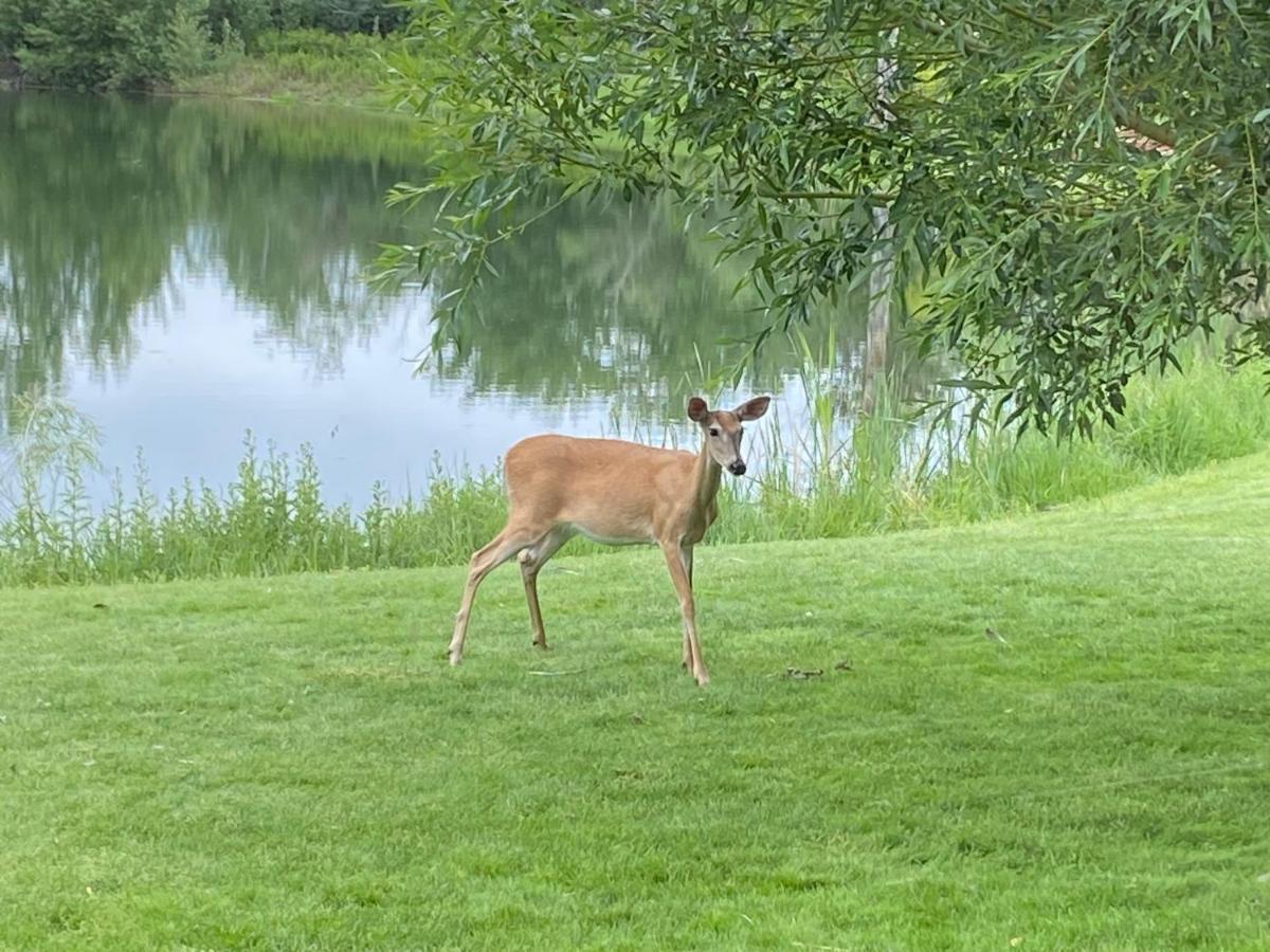 SkyWater Cabins - B&B Hamilton