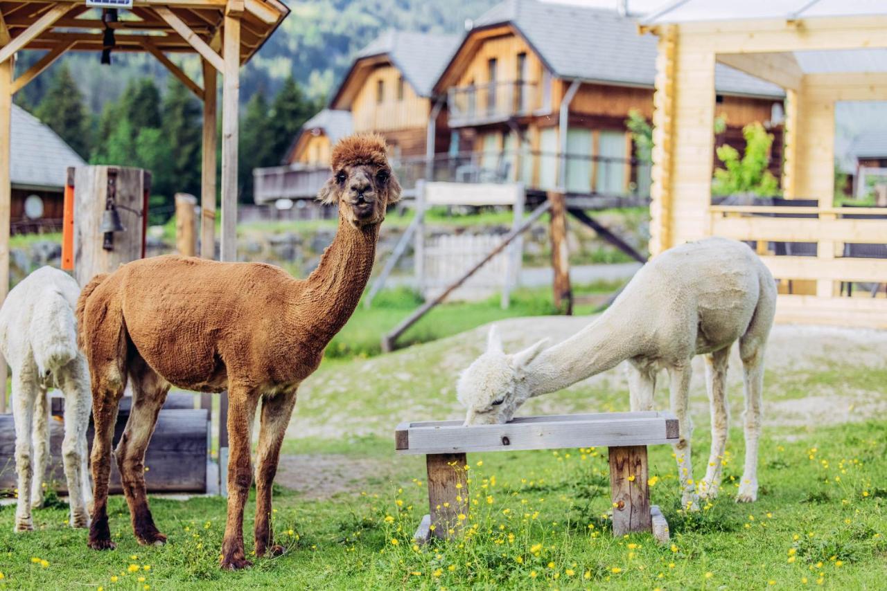 B&B Sankt Lorenzen ob Murau - Alpenchalét Alpakablick - Bed and Breakfast Sankt Lorenzen ob Murau