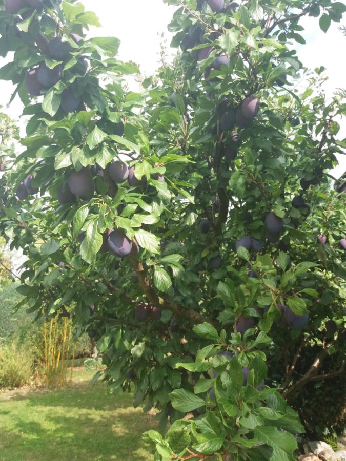 Ferienhaus Segelboot Hirtenweg 3c - B&B Zingst