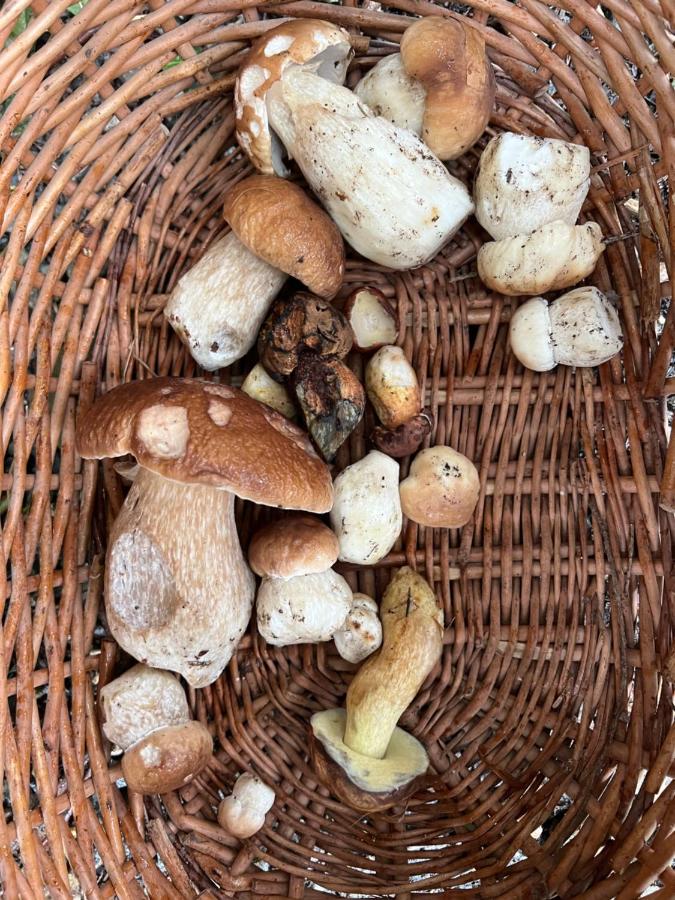 Chatka pod Lysou - Chambres d’hôtes Ostravice