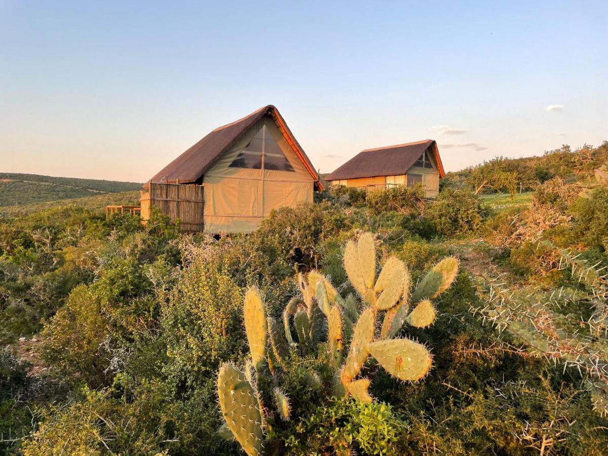 B&B Addo - Harmony Luxury Tents & Safari - Bed and Breakfast Addo