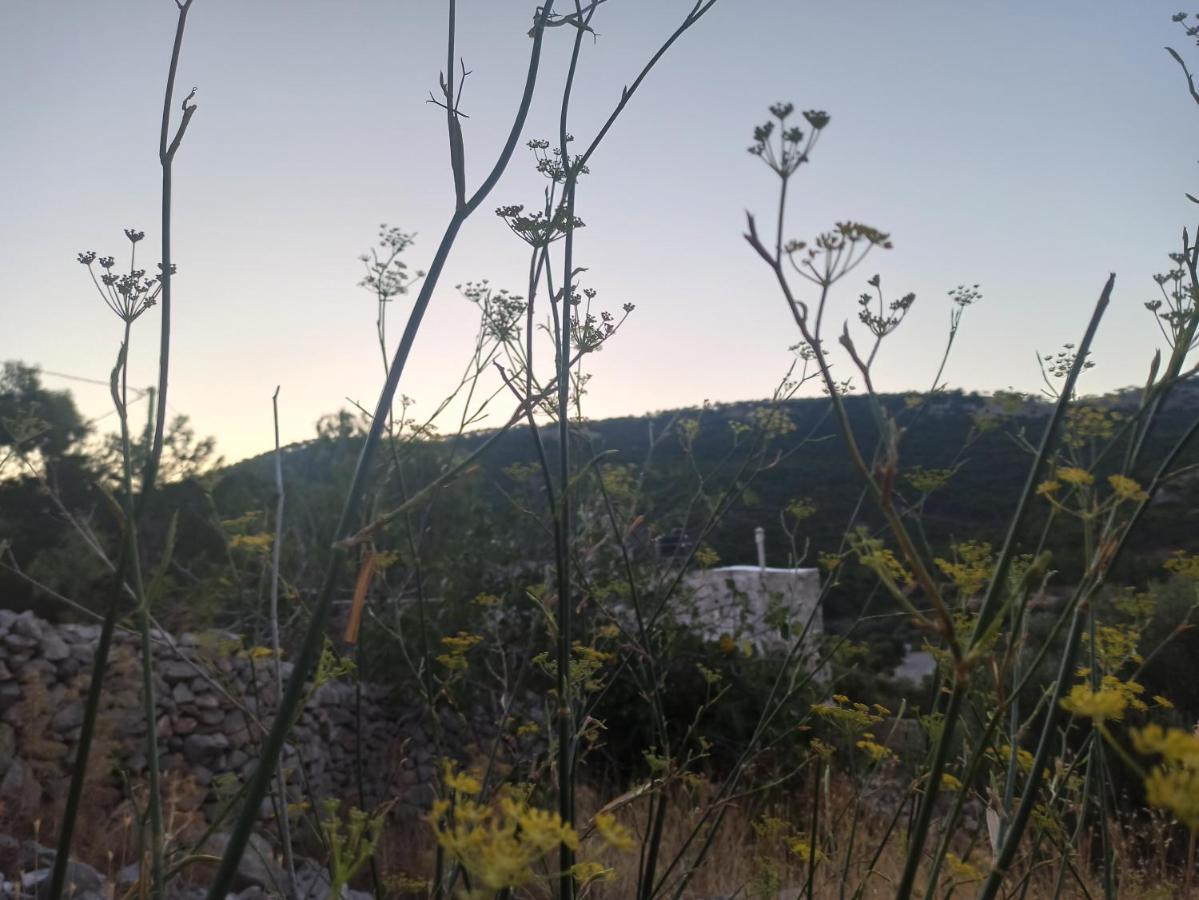 Avgonima Family's Rooms Grandfather Michalis - B&B Chio