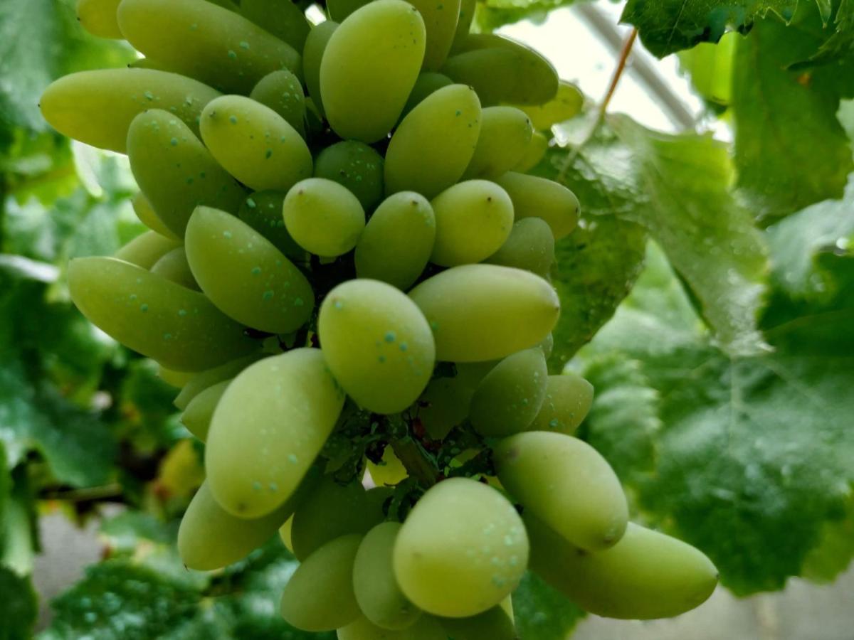 La Casa Vella EL BEDORC - B&B Piera