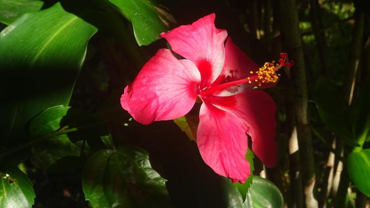 Estudio con vistas al jardín