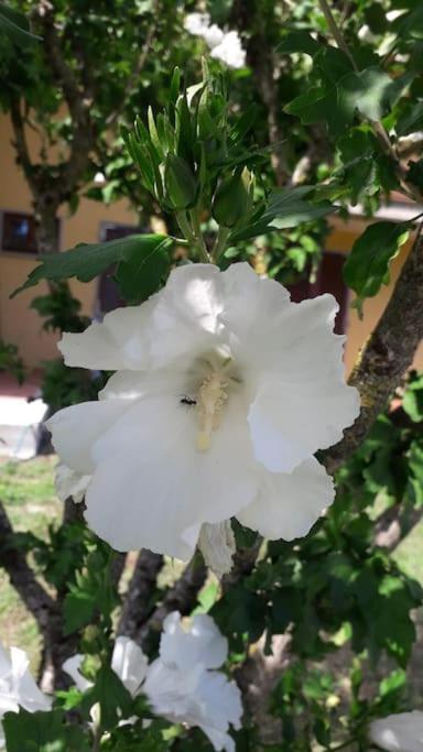 Casa Vacanze La Cicala - Chambres d’hôtes Pontremoli