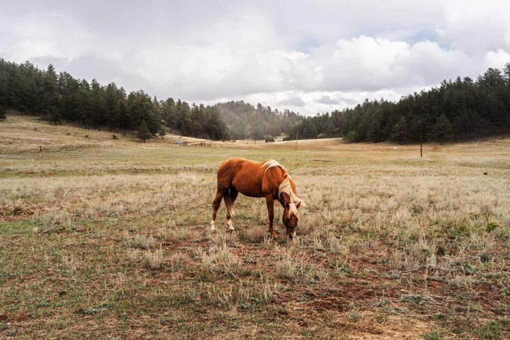 B&B Lake George - New! Adorable Cabin in Colorado National Forest - Bed and Breakfast Lake George