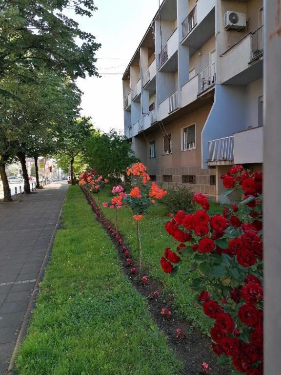 Apartman Borak - Bed and Breakfast