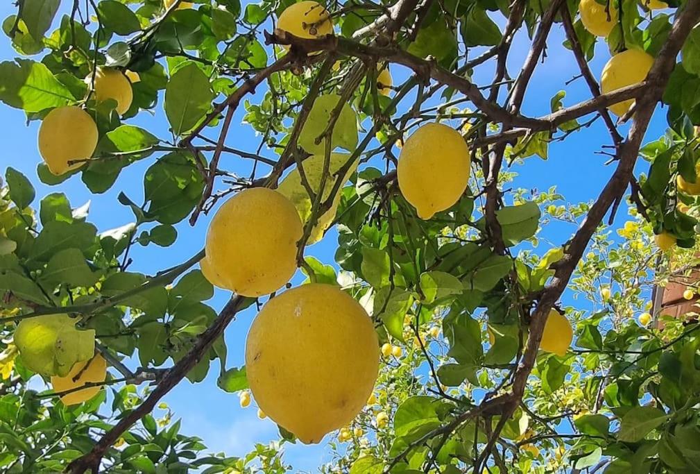 La Limonaia - Bed and Breakfast Ameglia