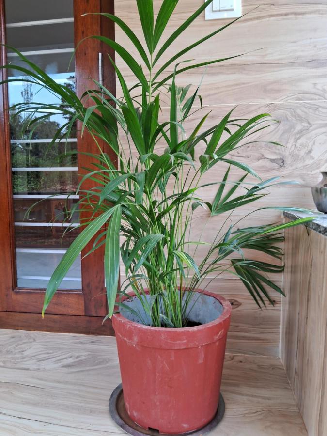 Coorg Teakwood Treasure Homestay - B&B Madikeri