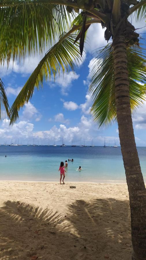 Les poinsettias - B&B Les Trois-Îlets