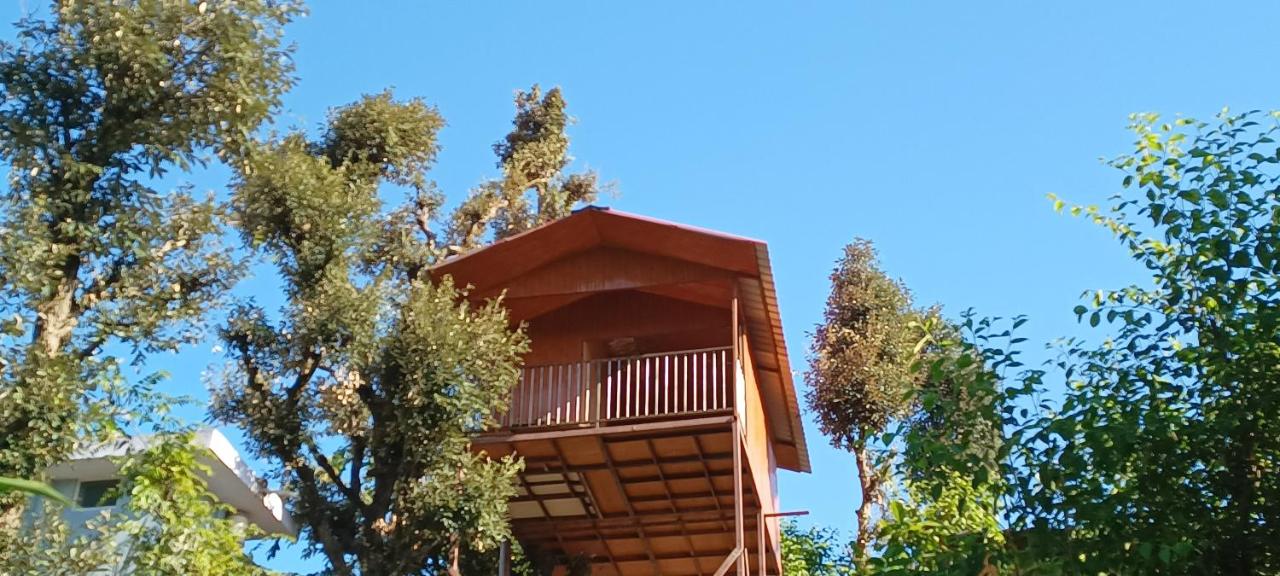 TREE HOUSE BY THE CITY ESCAPE - B&B Shimla