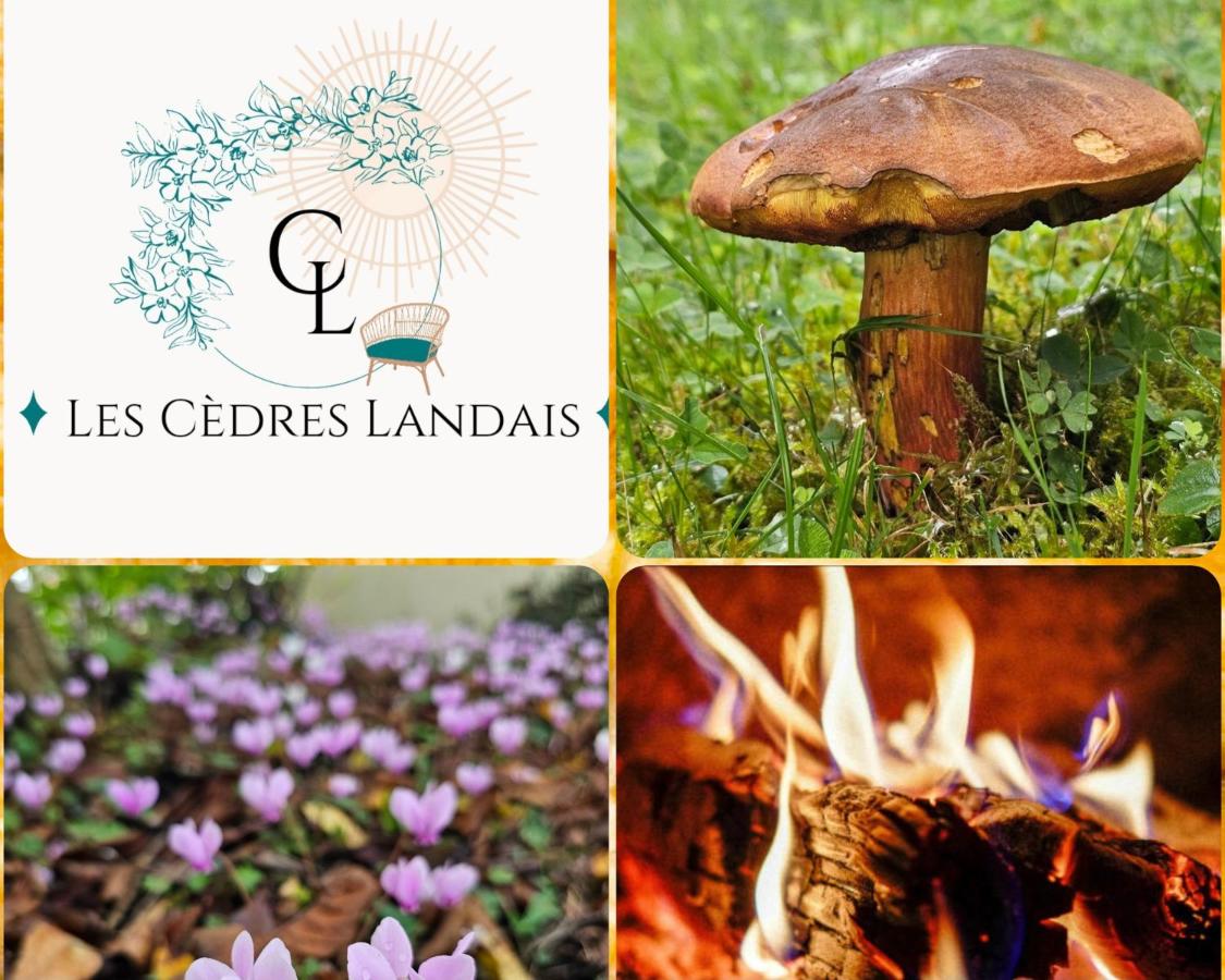 Les Cèdres Landais, belle maison - Chambres d’hôtes Notre-Dame-des-Landes