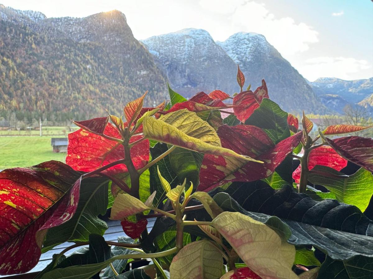 Haus Edelweiss - Ferienwohnung Obertraun