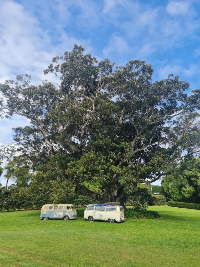 B&B Byron Bay - Cedia at Byron Bay Hinterland - Bed and Breakfast Byron Bay