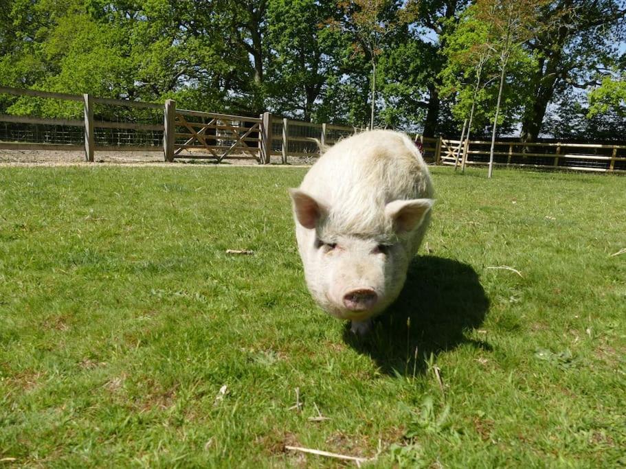 The Stables - 2 bed with large garden and hot tub. - Chambres d’hôtes Sway