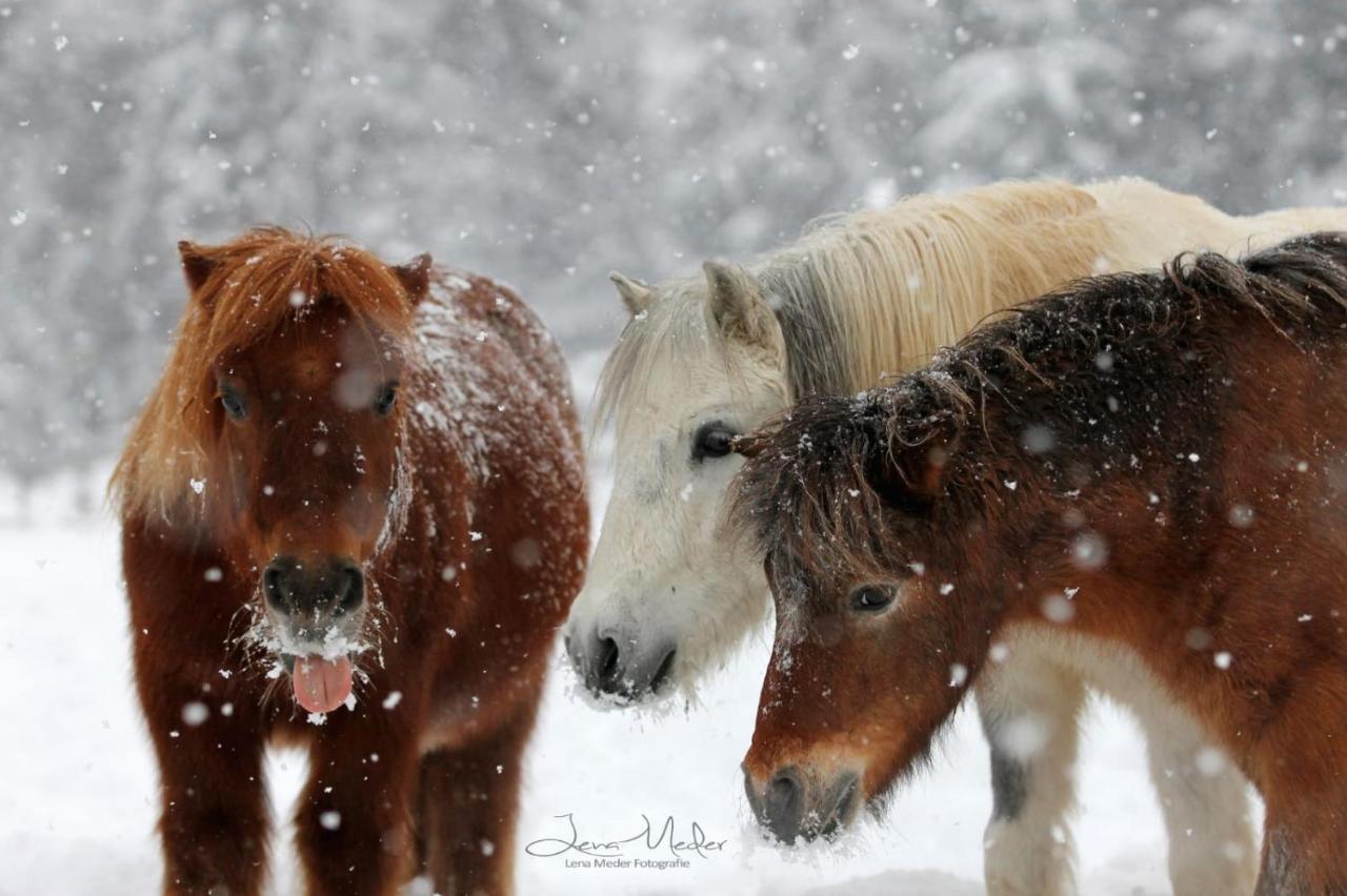 Ferienwohnungen Winkler - Bed and Breakfast Bischofswiesen
