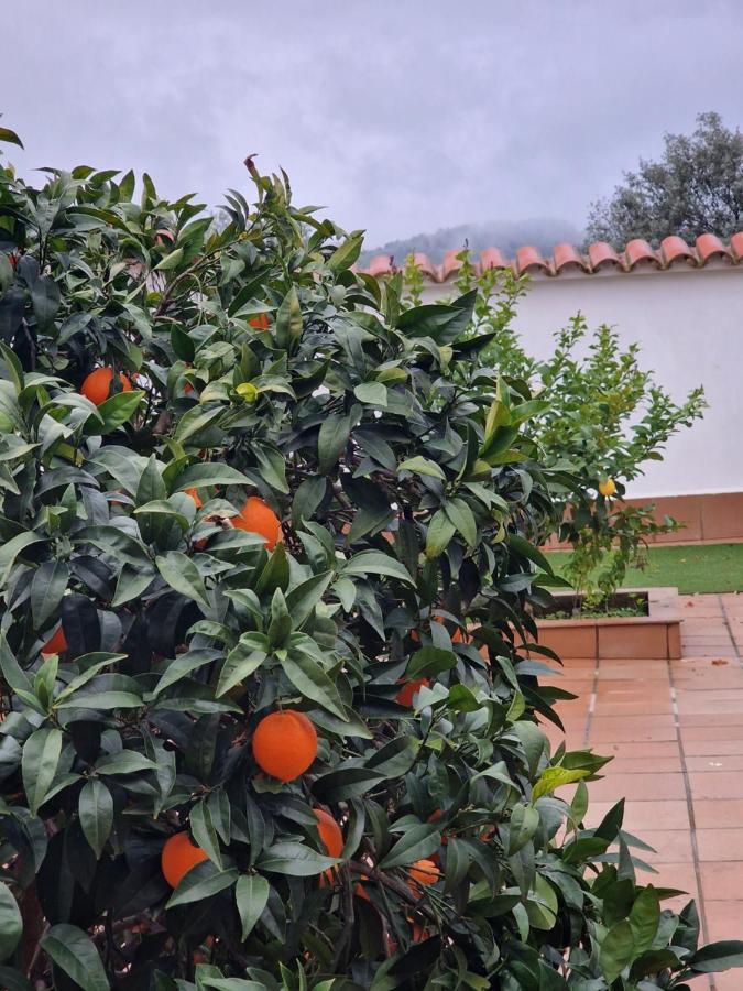 B&B Zafra - La casa del patio - Bed and Breakfast Zafra