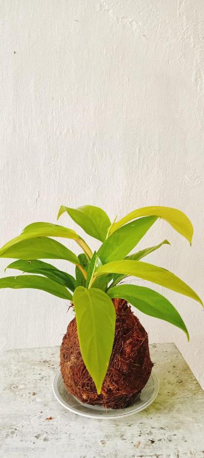 city appartment - Ferienwohnung Weligama