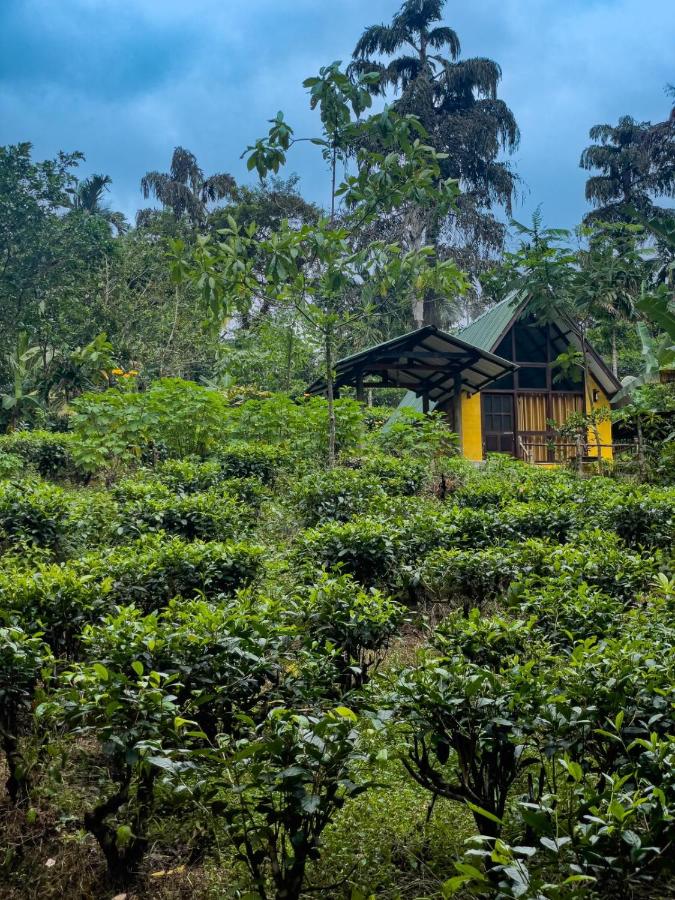 B&B Deniyaya - Rainforest cabin - Bed and Breakfast Deniyaya