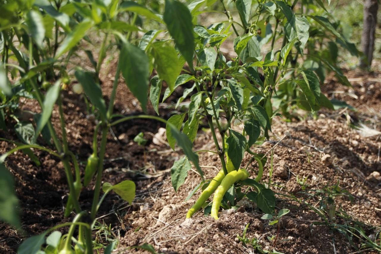 Köy Evi Country House | Kizilagac Koyu / Vize, 39400 Kızılağaç/Marmara Region | +90 505 277 52 46