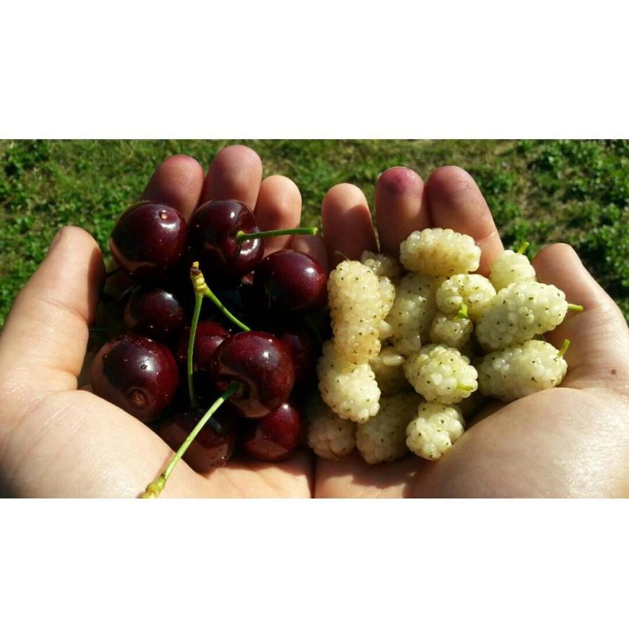 Köy Evi Country House | Kizilagac Koyu / Vize, 39400 Kızılağaç/Marmara Region | +90 505 277 52 46