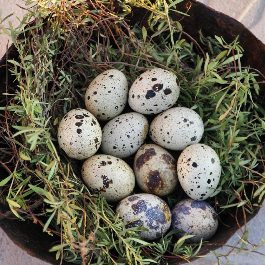 Köy Evi Country House | Kizilagac Koyu / Vize, 39400 Kızılağaç/Marmara Region | +90 505 277 52 46