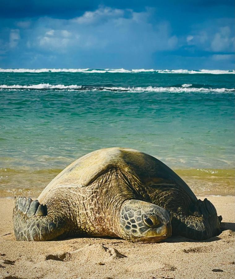 Embark on a journey through Maui with Aloha Glamp's jeep and rooftop tent allows you to discover diverse campgrounds, unveiling the island's beauty from unique perspectives each day - Bed and Breakfast