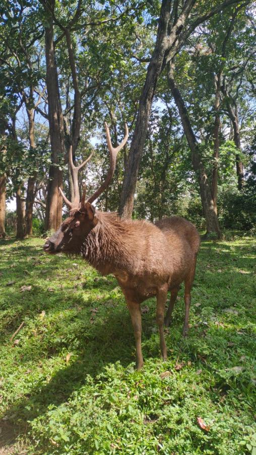 B&B Thekkady - Wild Window - Forest View Homestay - Bed and Breakfast Thekkady