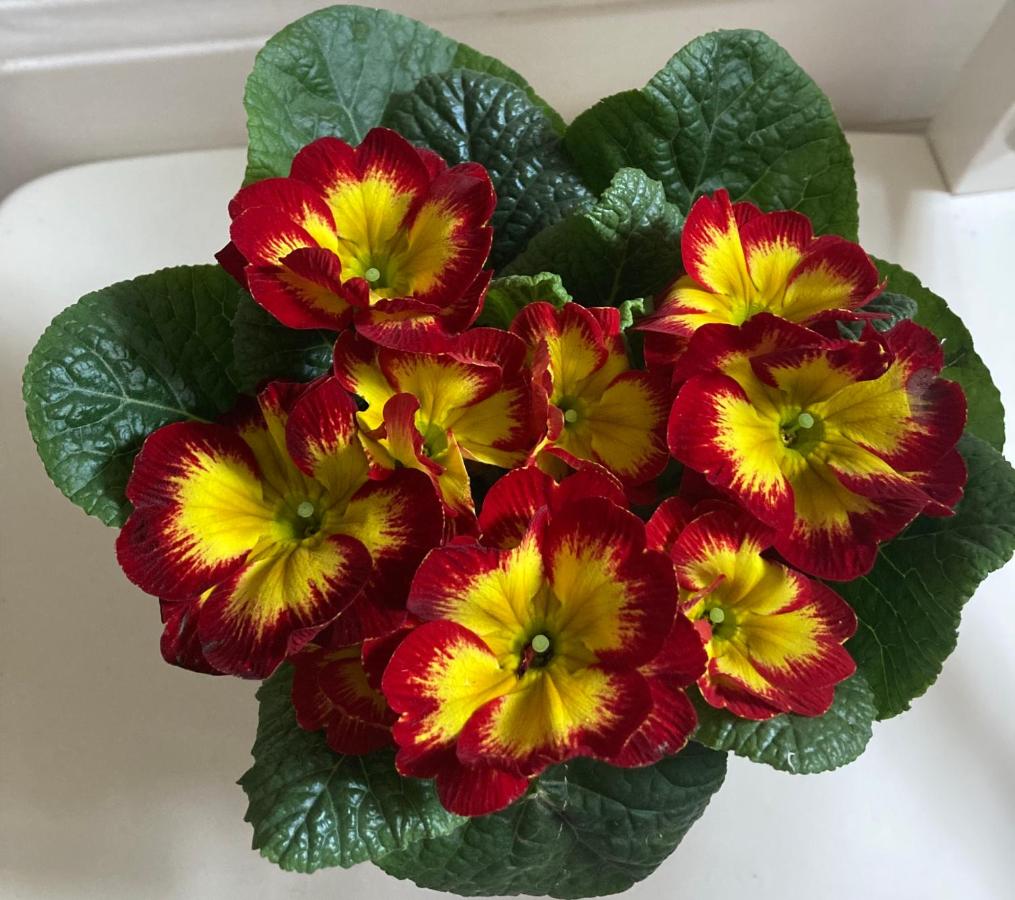 Poppy Flower Apartment - Chambres d’hôtes Budapest