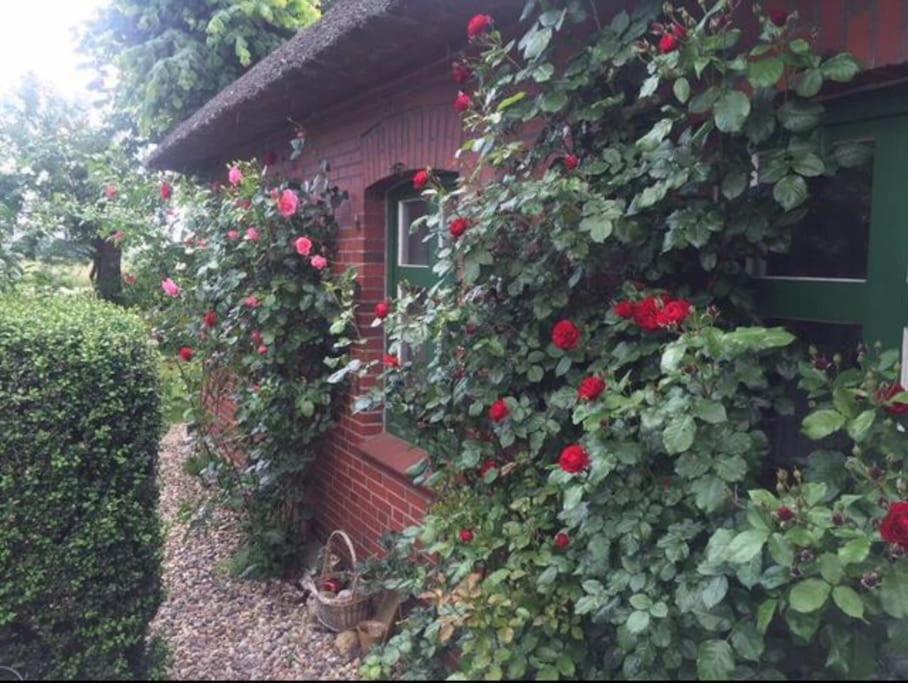 Reetdachhaus, Wilstermarsch - B&B Landscheide