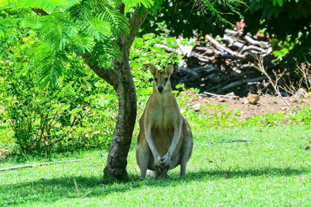 Poinciana 105 - B&B Hamilton Island