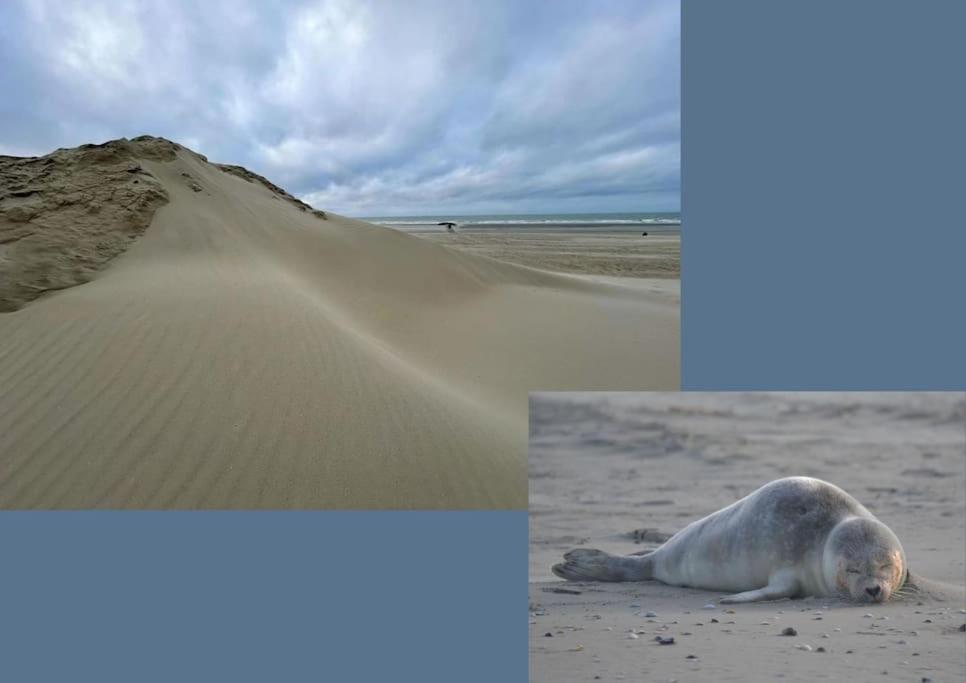 Lovely sunny apartment near the beach - With free garage - B&B Nieuwpoort