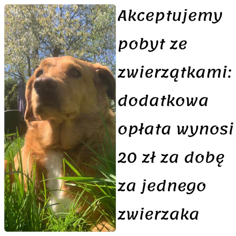 Domki całoroczne - u Ptaka - Miłków