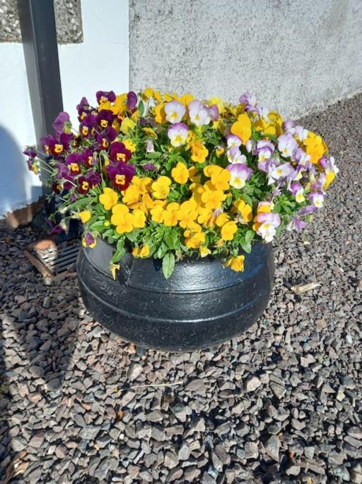 Bramble Cottage - B&B Dungannon