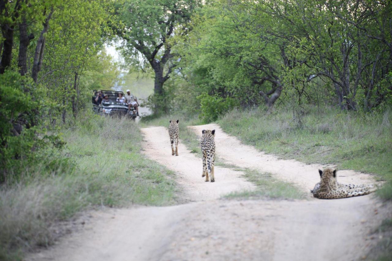 Karongwe River Lodge - B&B Hoedspruit