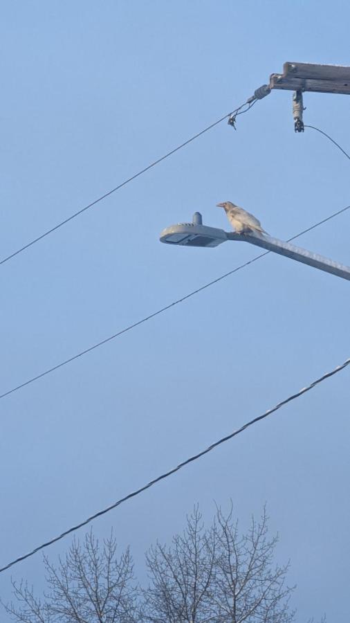 White Raven Perch - Westwood 7 - B&B